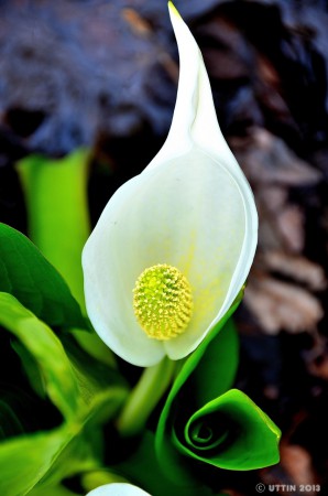 Sprig