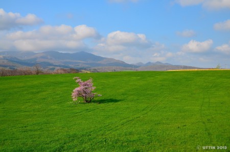 室蘭市崎守町　一本桜