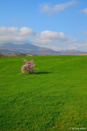 室蘭市崎守町　一本桜