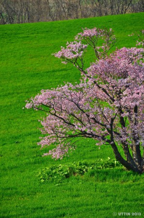 室蘭市崎守町　一本桜