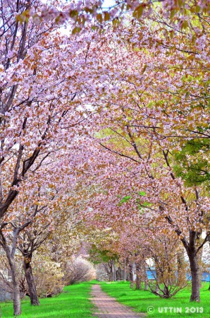 札幌市　創成川緑地