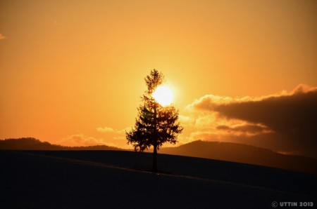 美瑛町　夕陽の木